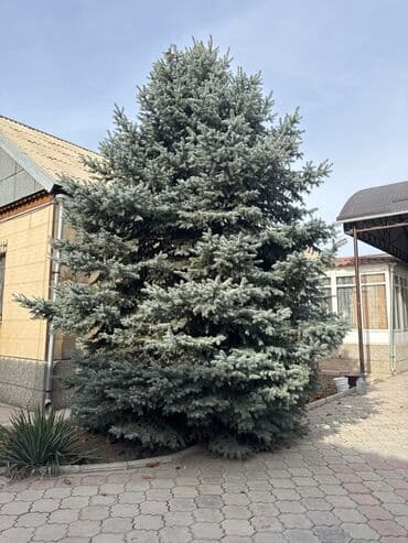 купить декоративные деревья: Ель голубая (Picea pungens ‘Glauca’) — крупномерные деревья для — 3