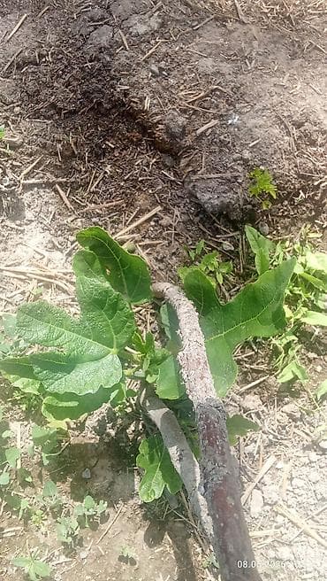 семена перес: Саженцы инжира (Ficus carica) - Вид: листопадный плодовый — 7