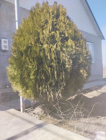 Туя западная, шаровидная форма (ориентировочно сорт типа