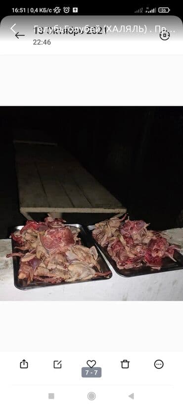 домашние птицы: ГолубьГолубей (ХАЛЯЛЬ) . Продаю голубей пародистые есть, есть на — 6