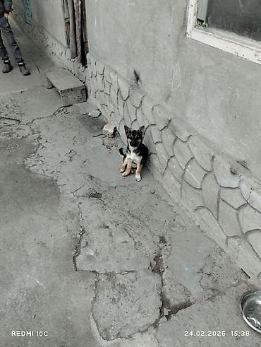 собаки вязка: Собака даром: Дворняжка, 3 месяца, Самка, С прививкой — 6