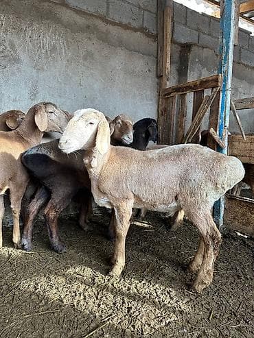 Продаю | Овца (самка) | Арашан | Для разведения | Матка