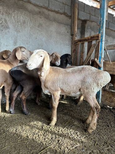 кой аршан: Продаю | Овца (самка) | Арашан | Для разведения | Матка — 1