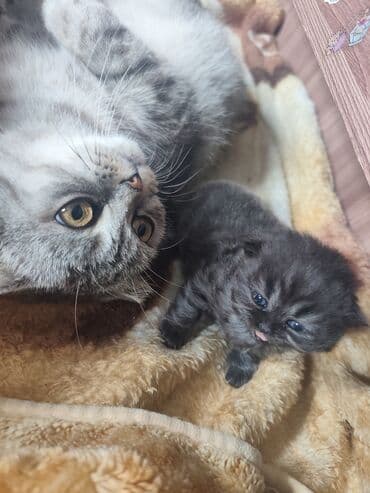 Отдам даром кошку: Шотландские девочки готовы к бронированию. дата рождения 29.12.2025 — 2