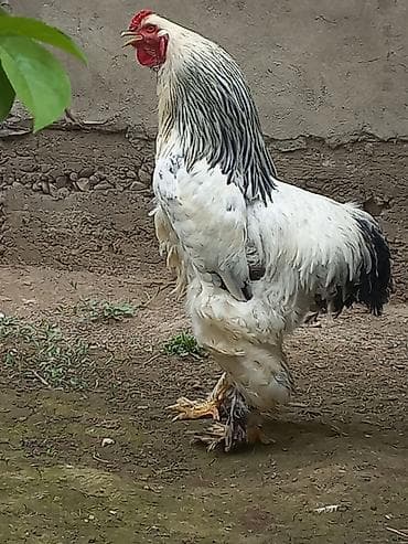 scottish fold: Продаю | Петух | Брама | Для разведения — 5