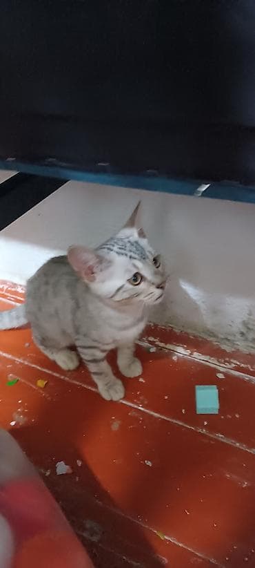 2 месяца, Мальчик, Приучена к лотку