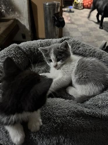 котято: Котята ! Мальчик и девочка — 1