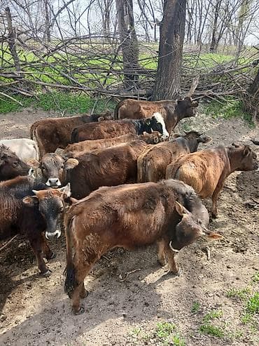 ангорская коза: Продаю | Тёлка — 2