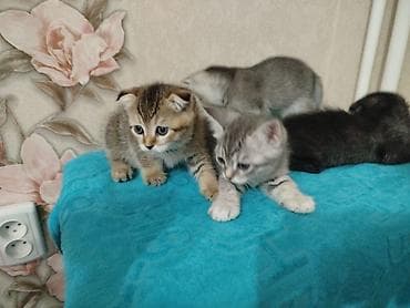 Животные: Котята шотландской породы, короткошёрстные, домашнего выращивания — 2