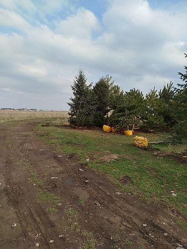 пересадка елки: Ели/хвойные деревья с комом земли для пересадки - Породы: ель (в т — 5