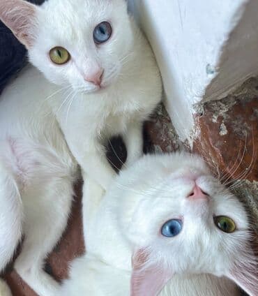 Аквариумдар: Ит кууту: Ангор, Эркек, 1 жаш, Ак — 1