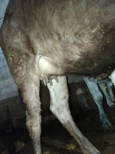 сасновка уй: Продаю | Корова (самка) | Для молока — 3