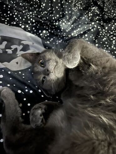 рыжий пятнистый кот купить: 1 год, Мальчик, Кастрирована, Приучена к лотку — 3