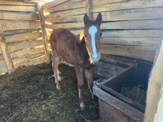 показы 1 354 72 договорная кошка даром британская короткошёрстная 1 год мальчик метис 2 позвонить написать: Кулун 6 ай — 1