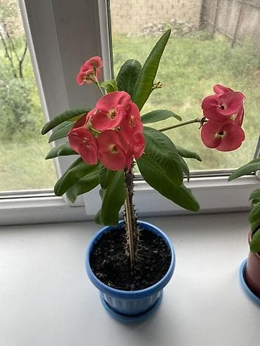 молочай гранта: Молочай Миля (Euphorbia milii) в горшке. - Сорт с ярко‑розовыми — 1