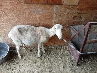 Продаю | Овца (самка) | Для разведения | Матка