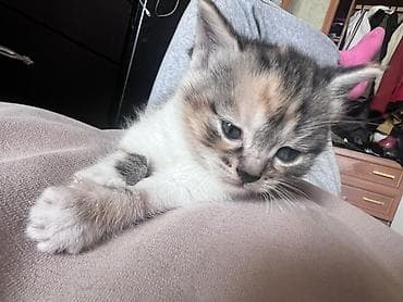cat sofa: Котята, помёт домашней кошки. - Возраст: примерно 1–1,5 месяца - — 3