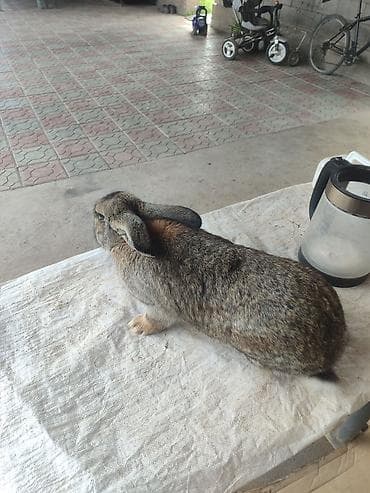 Үй жаныбарлары: Сатам | Эркек коен | Күрөң коен | Көбөйтүү үчүн | Асыл тукумдуу — 2