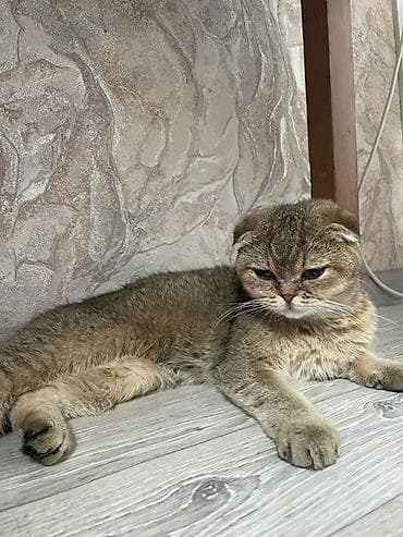 Үй жаныбарлары: Скотиш Фолд (Шотландиялык шалпаң кулак), 3 айлык, Ургаачы, Лотокко барууга үйрөтүлгөн, Курттардан тазаланган, Эмделген — 3