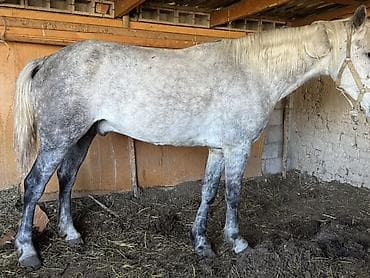 рабочи ат: Продаю | Конь (самец) | Рабочий | Мерин — 2