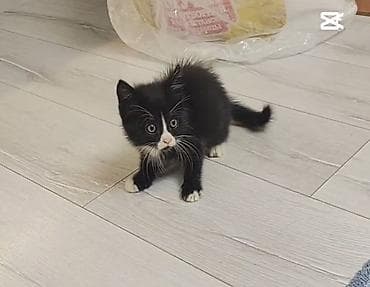 где можно купить кошку в бишкеке: Отдам котёнка в добрые руки 🐾 Девочка, 3 месяца. Очень умная, ласковая — 8