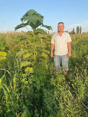 кондитерская "себет" фото: Продаю морозостойкие сорта саженцев павловнии, выращеннын из корней — 2