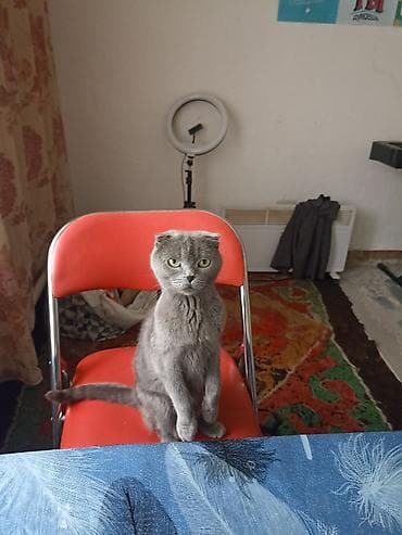 Скотиш Фолд (Шотландская вислоухая), 2 года, Девочка, Серый, С документами, С прививками, Приучена к лотку