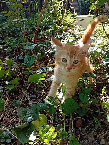 Кошки: Кошка даром: Беспородная, Мальчик, Приучена к лотку — 3