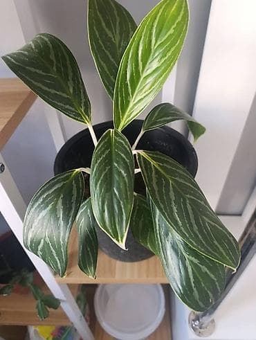 Комнатные растения в горшках (на фото — реальные экземпляры) 1)