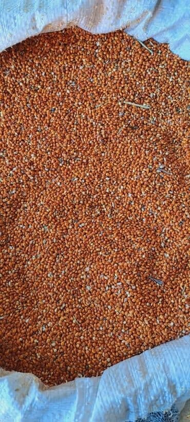 тюк пресс: Просо красное на мешок кг 75с — 1