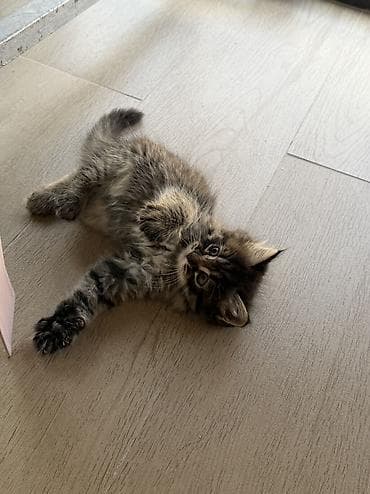 Мышыктар: Мышык бекер берилет: Породасыз, 2 айлык, Ургаачы, Лотокко барууга үйрөтүлгөн — 3