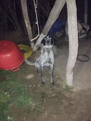 стаффордширский терьер купить: Собака даром: Дратхаар, 11 месяцев, Самец, С родословной — 2