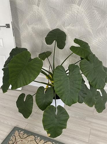 цветы алоказия: Крупное комнатное растение с декоративными сердцевидными листьями (тип — 2