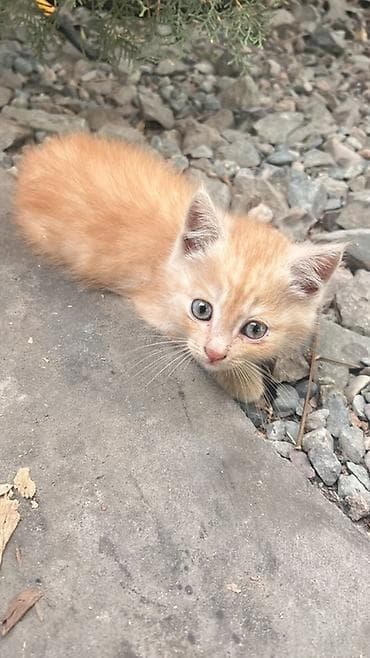 БЕСПЛАТНО Котята, окрас на выбор: - Черно-белые пушистики с белой — 3
