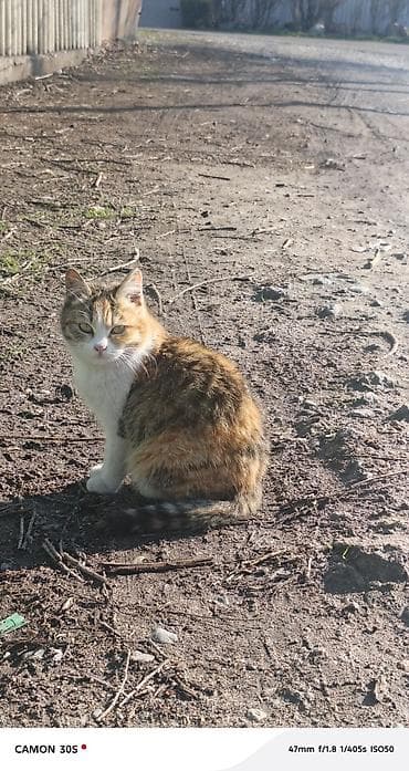 Отдам даром кошку: Кошка даром: Беспородная, Девочка — 8