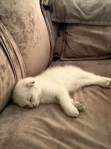 плюшевый кот: Шотландский вислоухий котёнок, окрас белый (cream/white). Круглая — 2