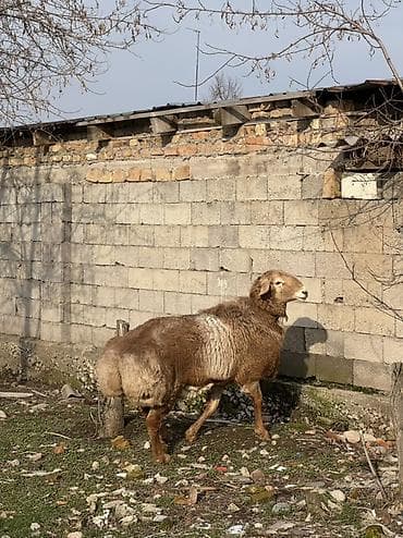 Продаю | Баран (самец) | Для разведения | Племенные