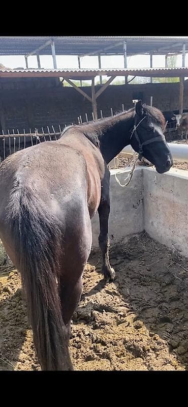Продаю | Кобыла (самка) | Для разведения | Племенные