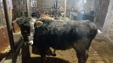 продам бычка: Продаю | Бык (самец) | На откорм | Привязанные — 2