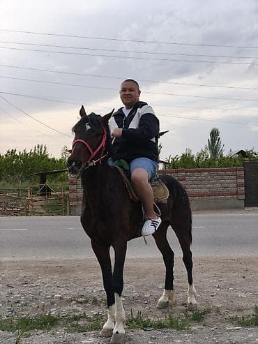 Продаю | Кобыла (самка), Конь (самец) | Полукровка | На забой, Для разведения, Конный спорт | Племенные, Осеменитель