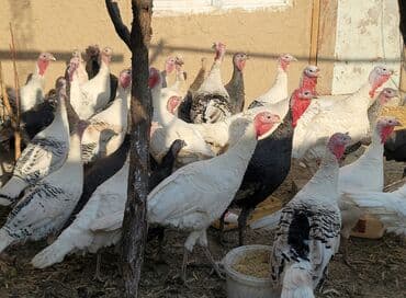 продажа кормов для сельскохозяйственных животных: Продаю | Индюшка (самка), Индюк (самец), Индюшата | На забой, Для разведения — 3