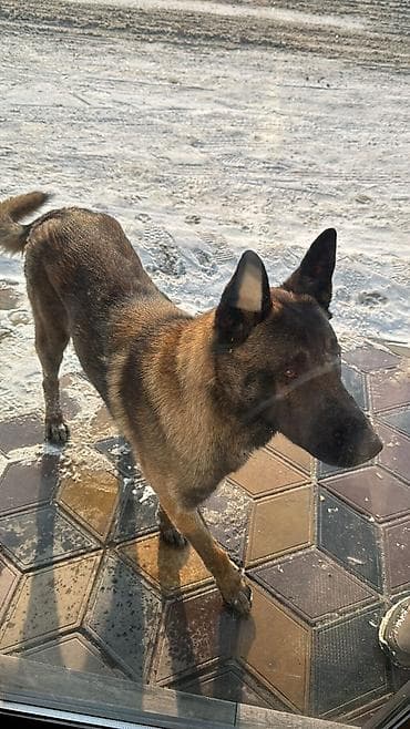 Бюро находок: Потерялась собака по кличке Сёма.за возврат собаки 20 тыс сом премия — 1