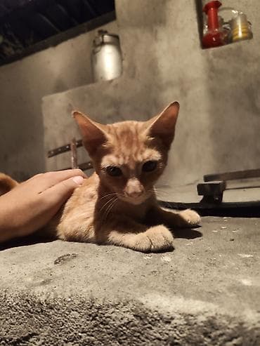 Продажа кошек: Скотиш Страйт (Шотландская прямоухая), 4 месяца, Мальчик, Рыжий, Приучена к лотку — 2
