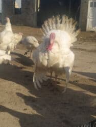 купить собаку шпиц: Сатам | Эркек күрп | Аргын | Көбөйтүү үчүн | Асыл тукумдуу — 5