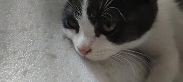 животные котята: Кошка даром: Беспородная, 3 месяца, Мальчик — 5