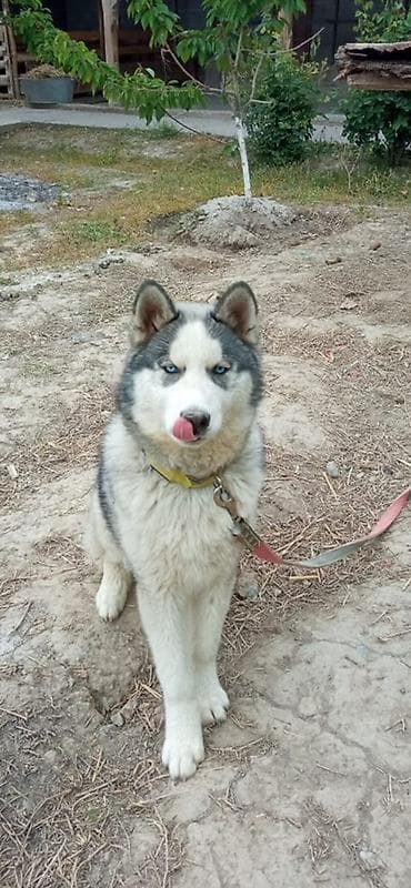 Сибирский хаски с голубыми глазами. 

5 айлык 
Эркек 
Ошто