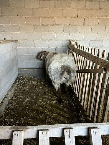 С/х животные и товары: Продаю | Баран (самец) | Полукровка | Для разведения | Племенные — 2