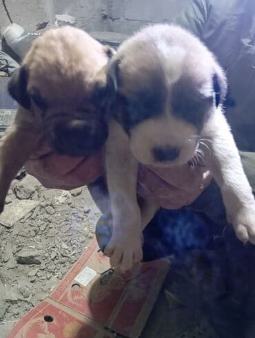 Отдам даром Щенки метисы от домашней собаки шарпей стаф - Помет из