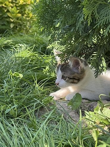 купить кошку манчкин: Кошка даром: Беспородная, 2 месяца, Мальчик, Приучена к лотку — 4