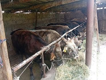 Животные: Продаю | Бык (самец) | Алатауская, Швицкая | На откорм — 5